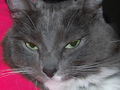 My furbabies ;-).